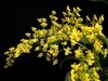 Oncidium Twinkle Amarelo - comprar online