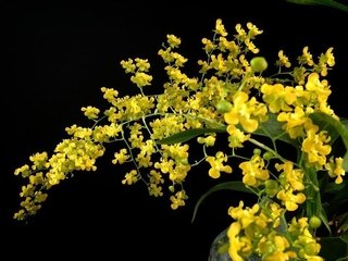 Oncidium Twinkle Amarelo - comprar online