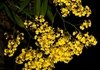 Oncidium Flexuosum (na madeira) - comprar online