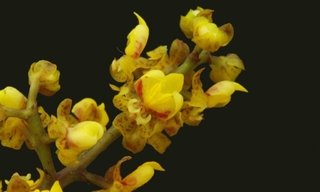 Oncidium pumilum (Lophiaris pumila) na internet