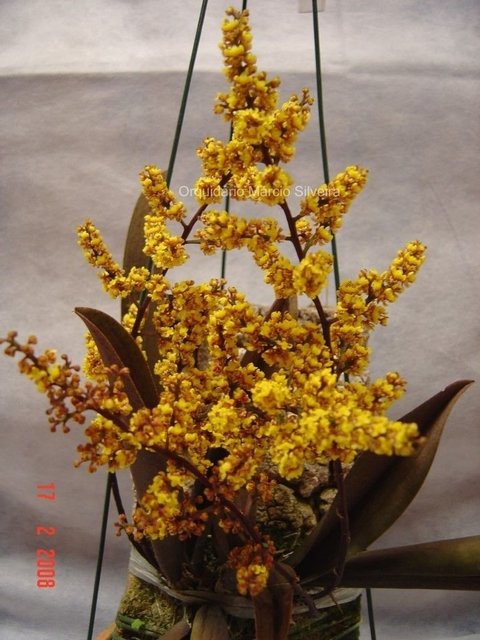 Oncidium pumilum (Lophiaris pumila)