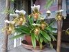 Paphiopedilum leeanum - comprar online