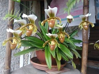 Paphiopedilum leeanum - comprar online