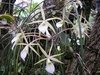 Brassavola perrini - comprar online