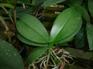 Phalaenopsis diversas na internet