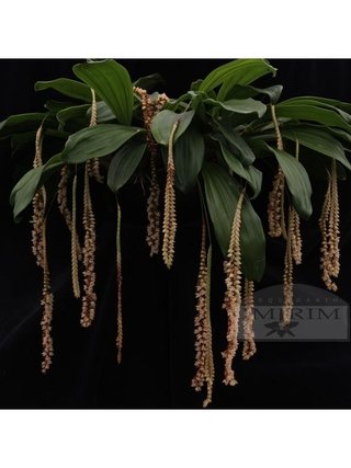 Pholidota imbricata - comprar online