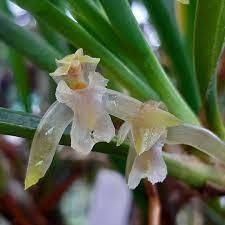 Maxillaria robusta