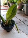 Coelogyne usitana na internet