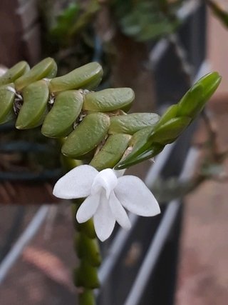 mystacidium distichum " Angraecum distichum" - OrquideaShop