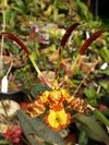 Psychopsis papilio - OrquideaShop