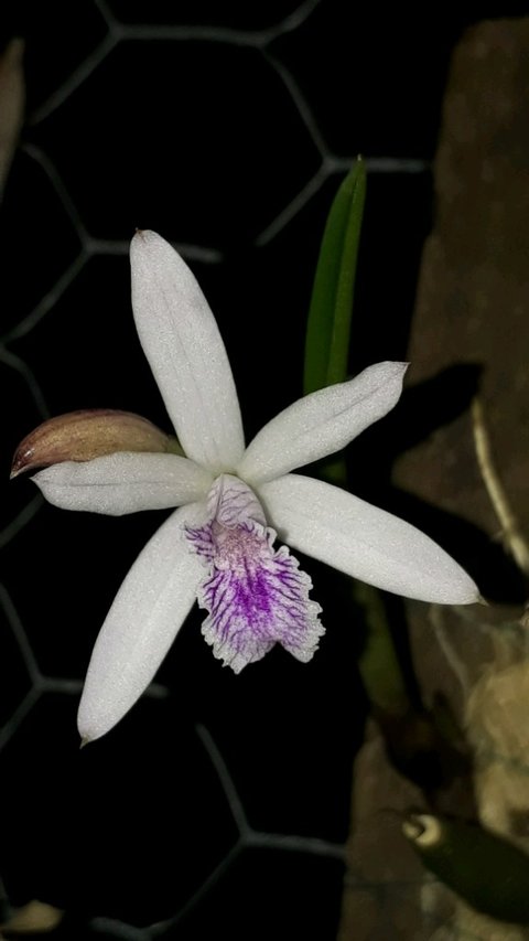 Laelia lundii - comprar online