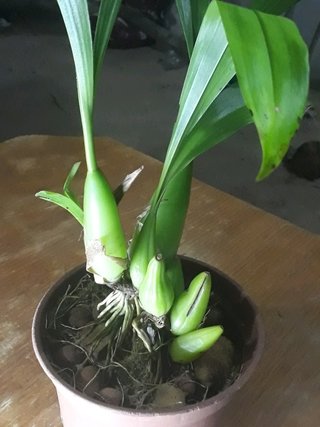 Coelogyne flaccida na internet