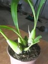 Coelogyne flaccida - OrquideaShop