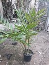 Dendrobium fimbriatum var. oculatum na internet