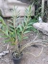 Dendrobium fimbriatum var. oculatum - OrquideaShop