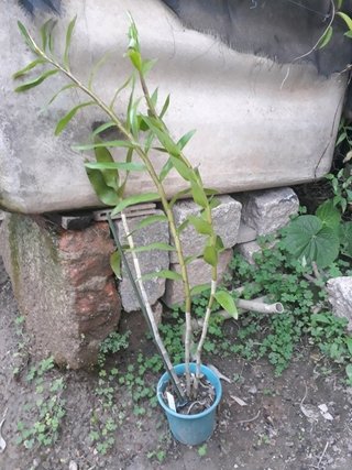 Dendrobium moschatum na internet