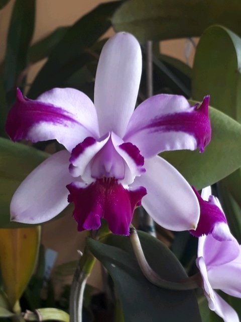 Cattleya intermedia trilabelo