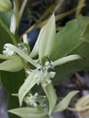 Coelogyne virescens