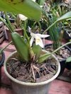 Coelogyne elata - comprar online