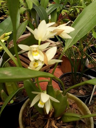 Coelogyne elata - OrquideaShop