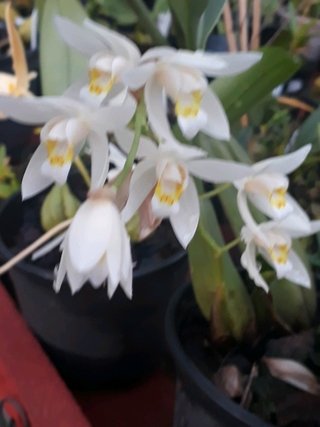 Coelogyne elata