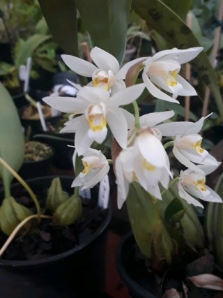 Coelogyne elata na internet