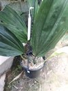 Stanhopea tigrina - OrquideaShop