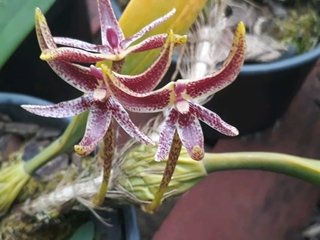 bulbophyllum patens - comprar online