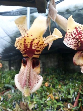 Stanhopea insignis x stanhopea tigrina - comprar online