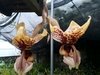 Stanhopea insignis x stanhopea tigrina