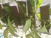 Bulbophyllum corolliferum na internet