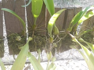 Imagem do Bulbophyllum corolliferum