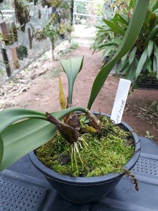 Bulbophyllum medusae na internet