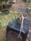 Dendrobium anosmum var. album - OrquideaShop