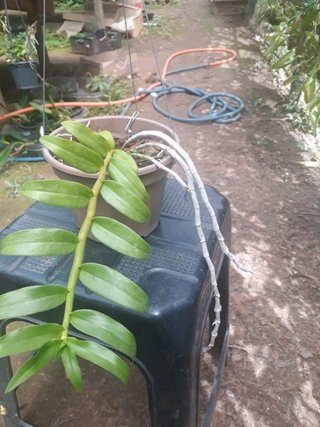 Dendrobium anosmum var. album - loja online