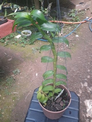 Dendrobium anosmum coerulea - comprar online