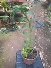 Dendrobium anosmum coerulea na internet