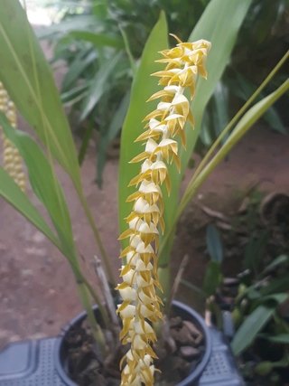 Dendrochilum longifolium