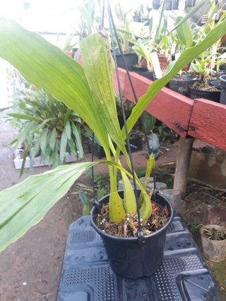 Coelogyne tomentosa - OrquideaShop