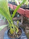 Coelogyne tomentosa - loja online