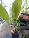 Coelogyne pandurata - OrquideaShop