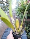 Laelia purpurata flamea (Flame x Roja) - OrquideaShop