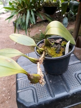 bulbophyllum patens - OrquideaShop