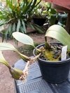 Imagem do bulbophyllum patens