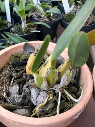 LAELIA ANCEPS - OrquideaShop