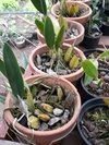 LAELIA ANCEPS - loja online