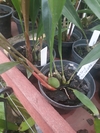 Coelogyne sulphurea - OrquideaShop