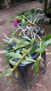 Dendrobium bensoniae na internet