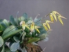 pleurothallis grobyi