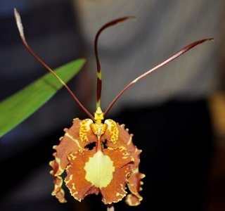 Psychopsis papilio - OrquideaShop